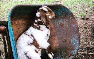goat in wheel barrel