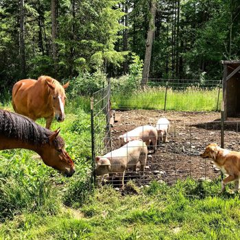 pigs in pen with horses and dog