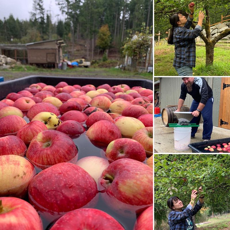 gallery of apple picking and washing